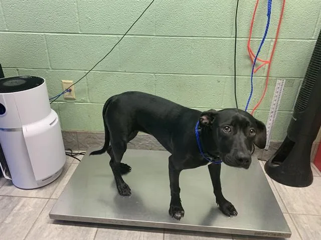 A young large-sized female American Staffordshire Terrier dog named Sassafras for adoption in Grand Prairie, TX