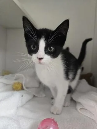 A baby small-sized female Domestic Short Hair cat named Eggs for adoption in Savannah, GA