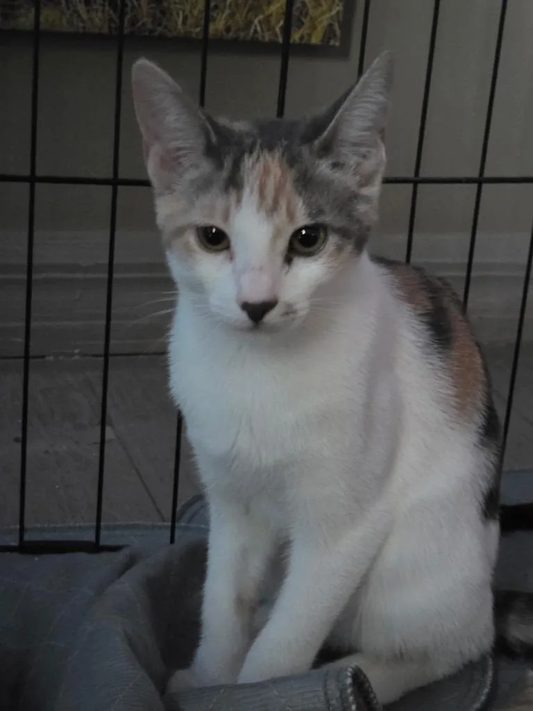 A baby medium-sized female Domestic Short Hair cat named Penelope for adoption in Tampa, FL