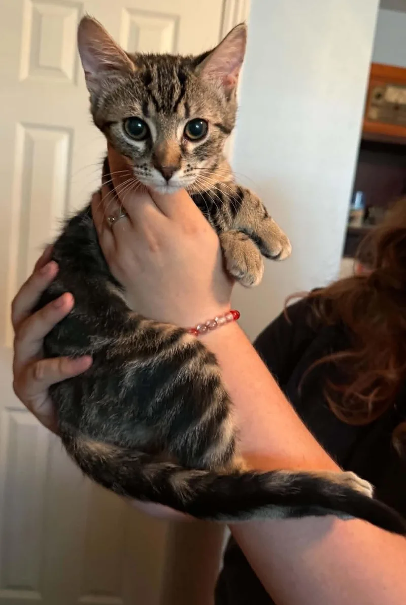 A baby medium-sized male Tabby (Brown / Chocolate) Domestic Short Hair cat named Jasper for adoption in Tehachapi, CA