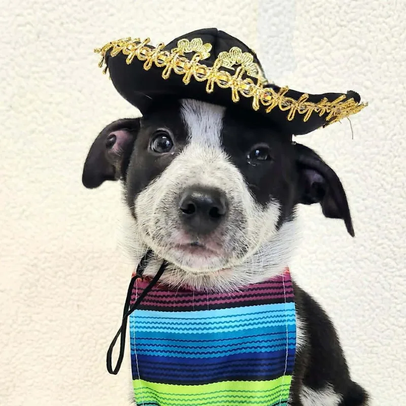 A baby small-sized male Black Mixed Breed dog named Guac for adoption in Rockville, MD