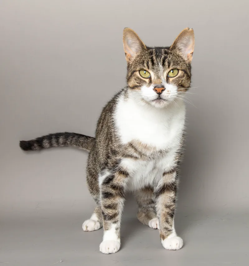 An adult medium-sized male Tabby (Brown / Chocolate) Domestic Short Hair cat named Ollie for adoption in Wyandotte, MI