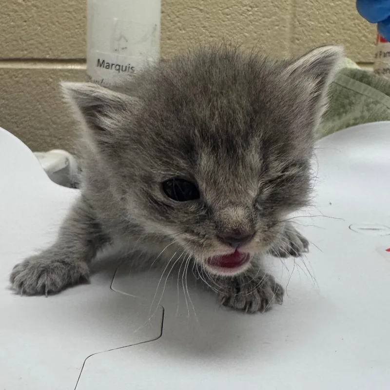 A baby small-sized female Gray / Blue / Silver Domestic Short Hair cat named Sage for adoption in Winston Salem, NC