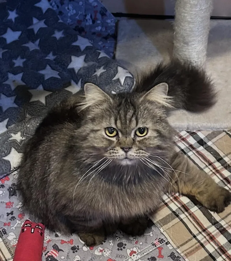 An adult large-sized male Tabby (Brown / Chocolate) Persian cat named Sylvester for adoption in Allentown, NJ