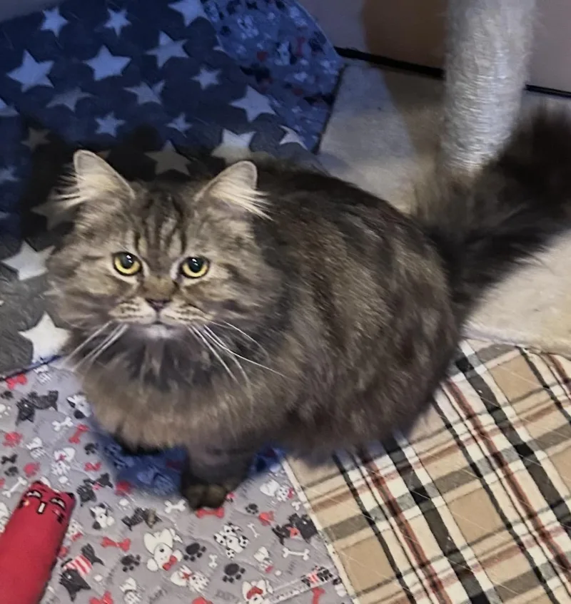 Sylvester thumbnail 2