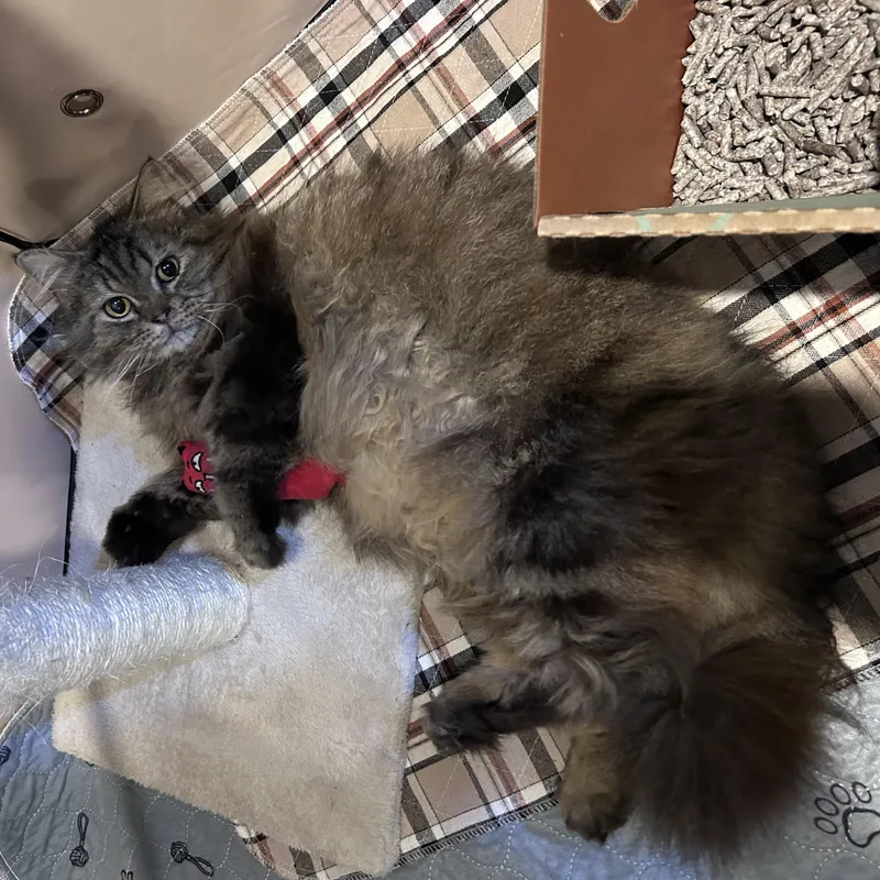 Sylvester thumbnail 3