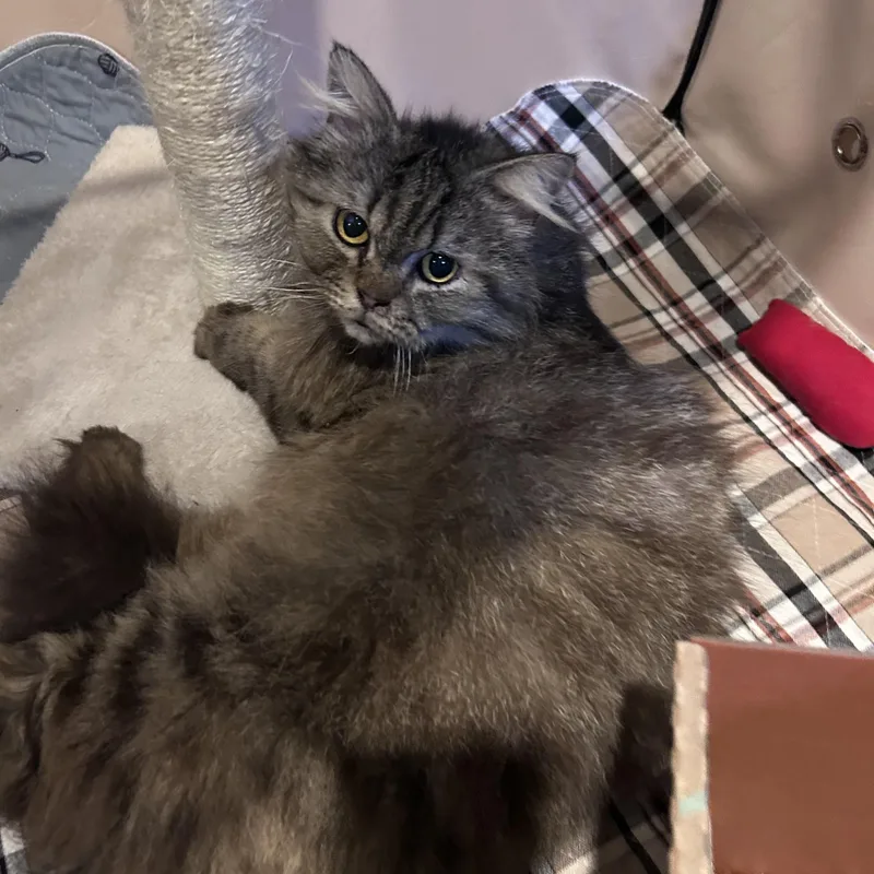 Sylvester thumbnail 4