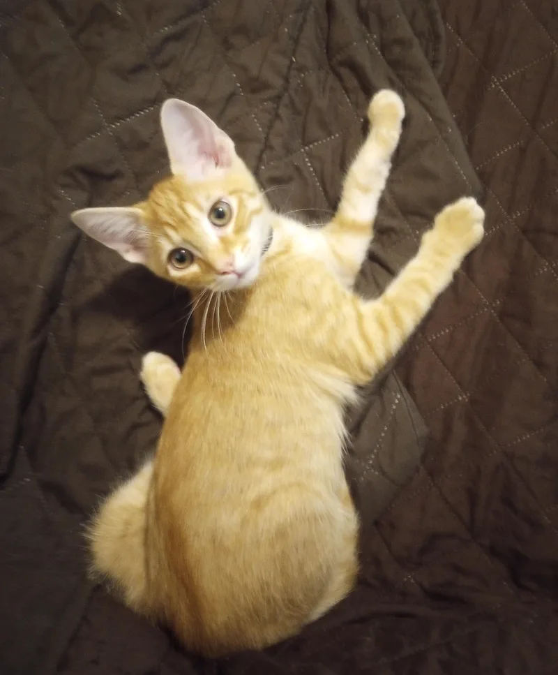 A baby medium-sized male Tabby (Orange / Red) Domestic Short Hair cat named Sunny for adoption in Smithfield, NC
