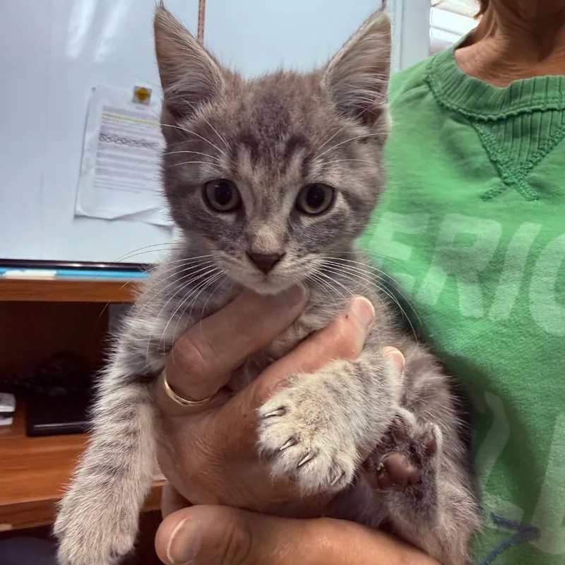 A baby small-sized male Domestic Short Hair cat named Asher for adoption in Utica, MI