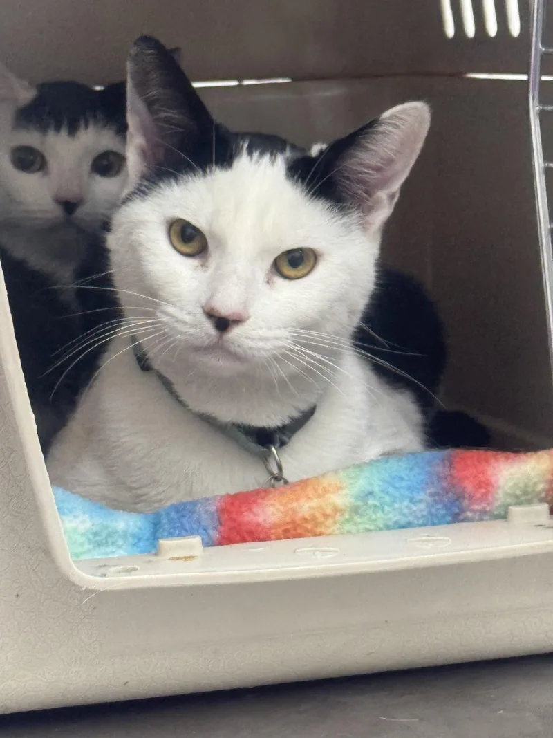 A young medium-sized male Black & White / Tuxedo Domestic Short Hair cat named Bronwyn for adoption in Sonora, CA
