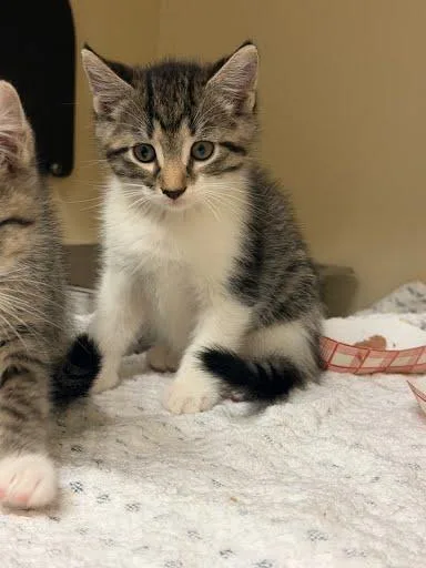 A baby small-sized male Domestic Short Hair cat named Vanderbilt for adoption in Chamblee, GA
