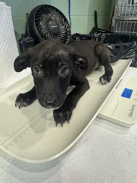 A baby small-sized male American Staffordshire Terrier dog named Yahtzee for adoption in Grand Prairie, TX