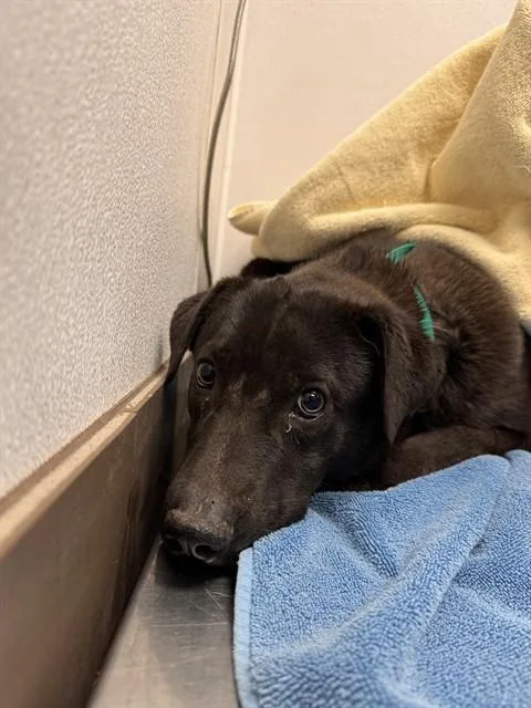 A young small-sized male Labrador Retriever dog named Fiddlehead for adoption in Tucson, AZ