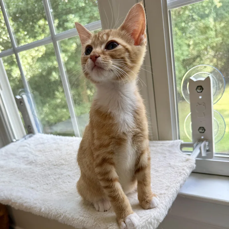 A baby small-sized male Tabby (Orange / Red) Domestic Short Hair cat named Orange Flambé for adoption in Richmond, VA