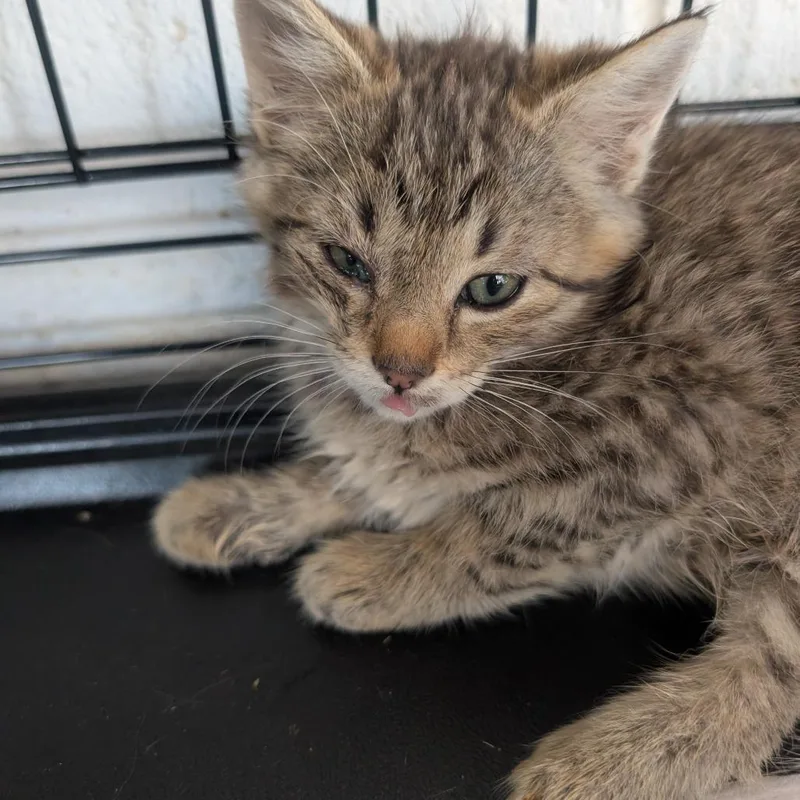 A baby small-sized female Gray / Blue / Silver Domestic Short Hair cat named Binky for adoption in West Plains, MO