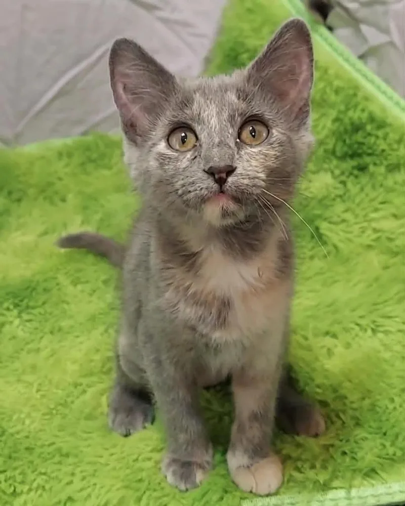 A baby medium-sized female Domestic Short Hair cat named Elizabeth for adoption in Salt Lake City, UT