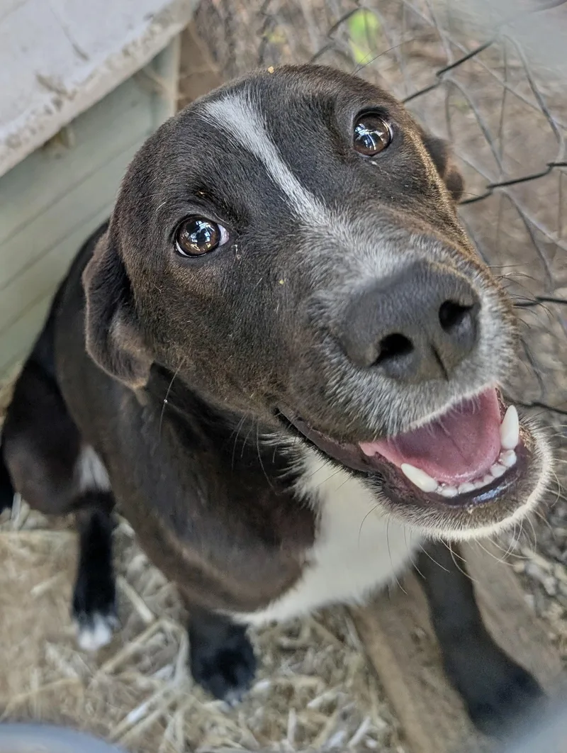 A young medium-sized female Labrador Retriever dog named Bennie for adoption in Manchester, CT