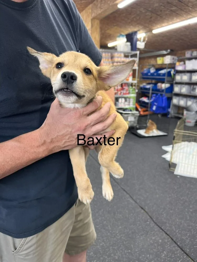Baxter