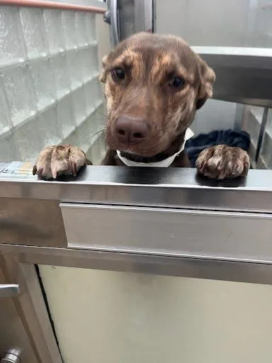 An adult medium-sized female Shepherd dog named Darcy for adoption in Washington, DC