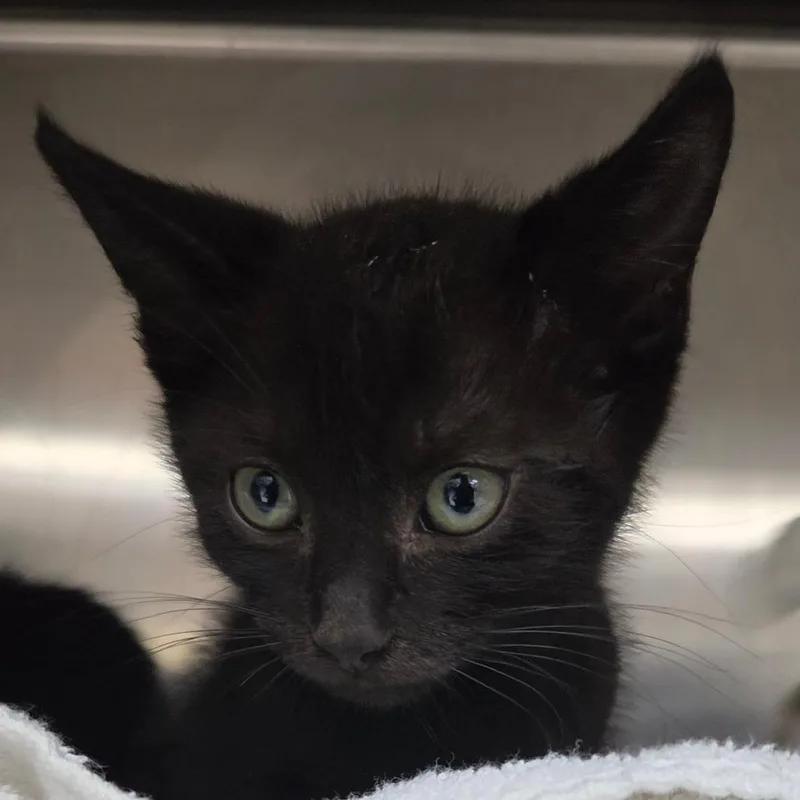 A baby small-sized male Black Domestic Short Hair cat named Happy for adoption in Lakeland, FL