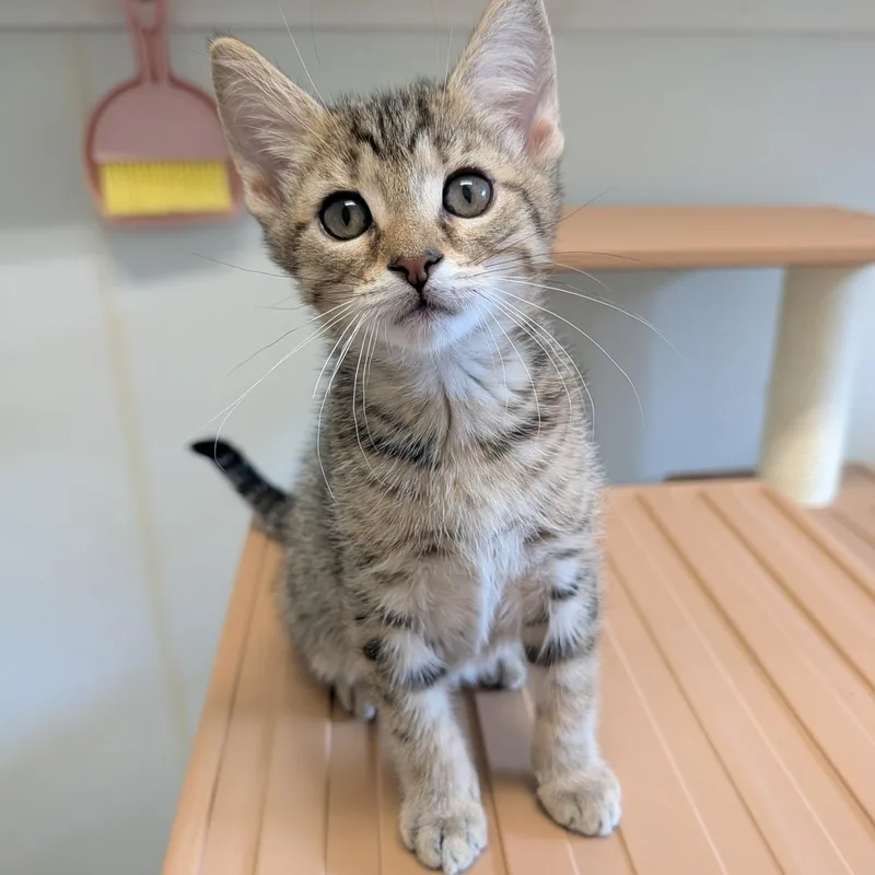 A baby medium-sized male Tabby (Brown / Chocolate) Domestic Short Hair cat named Malcolm for adoption in Waynesville, NC