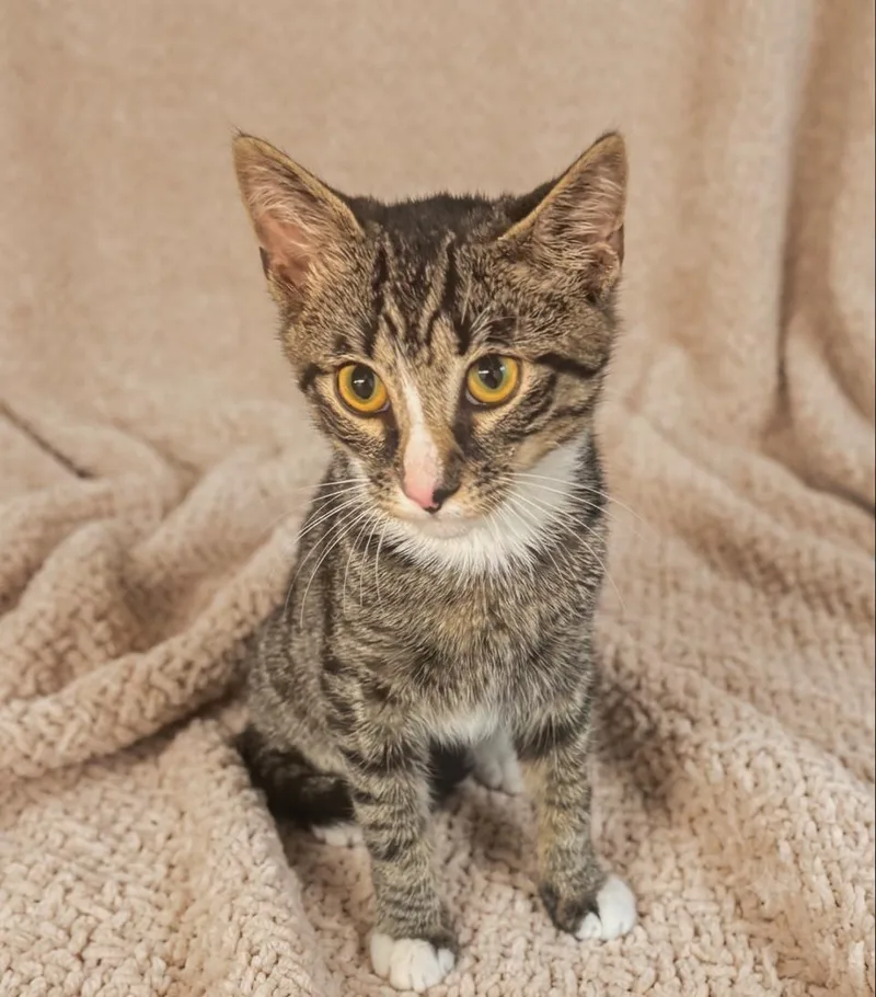 A baby medium-sized male Domestic Short Hair cat named Carter for adoption in Succasunna, NJ