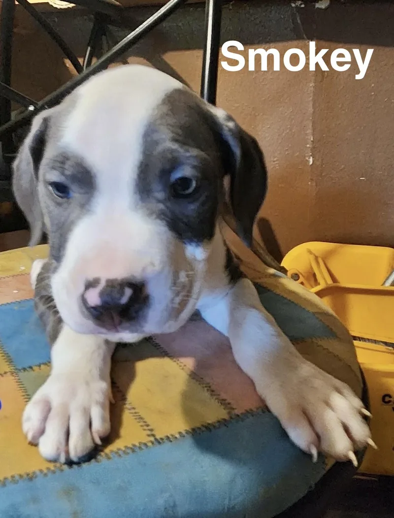 A baby medium-sized male American Staffordshire Terrier dog named Smokey for adoption in Manchester, CT