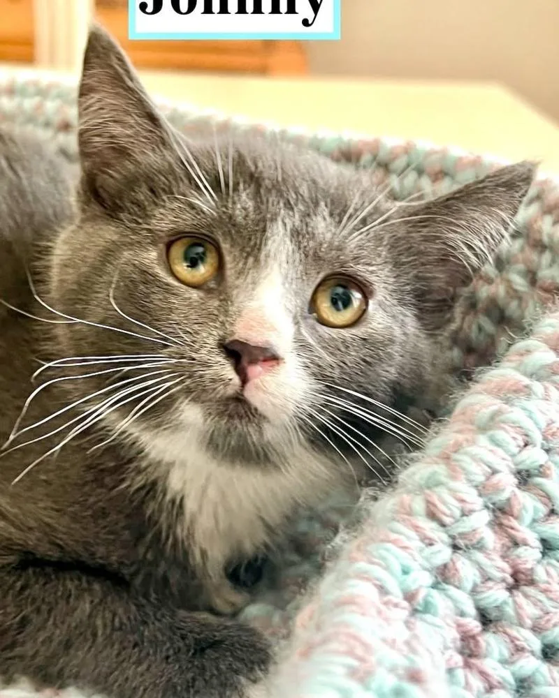 A baby small-sized male Gray & White Domestic Short Hair cat named Johnny for adoption in Oradell, NJ