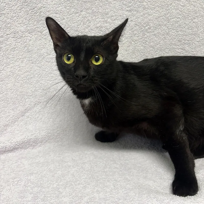 A young medium-sized female Black Domestic Short Hair cat named Bon Bon for adoption in Valdosta, GA