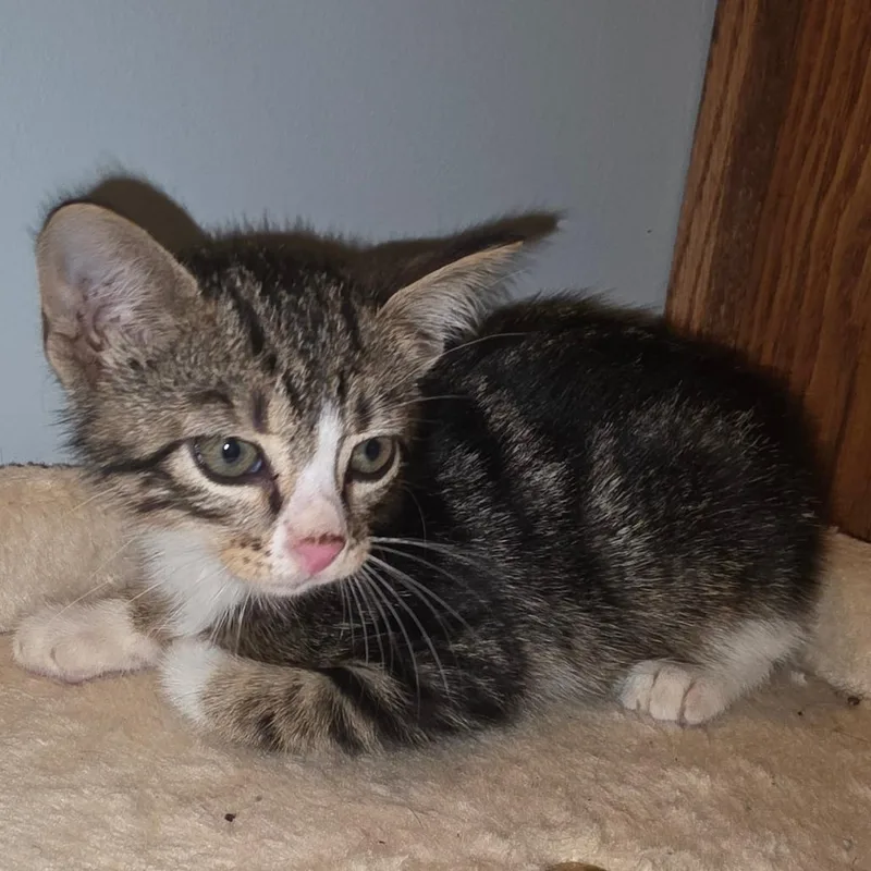 A baby small-sized female Domestic Short Hair cat named Marvine for adoption in Bedford, NH