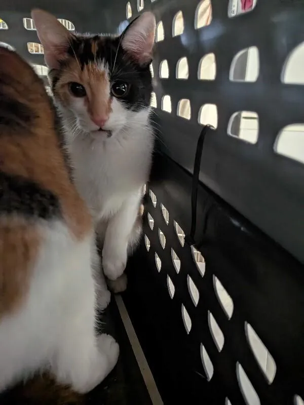 An adult medium-sized female Calico Domestic Short Hair cat named Labrador for adoption in Cincinnati, OH