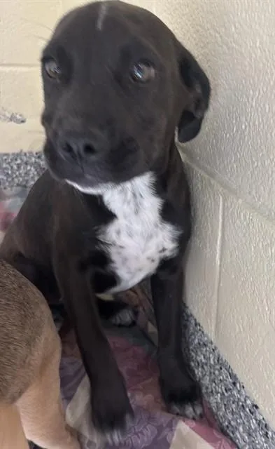 A baby medium-sized female Labrador Retriever dog named Athena for adoption in Brewster, MA
