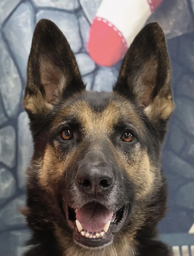 An adult extra large-sized male German Shepherd Dog dog named Ace for adoption in Baltimore, MD