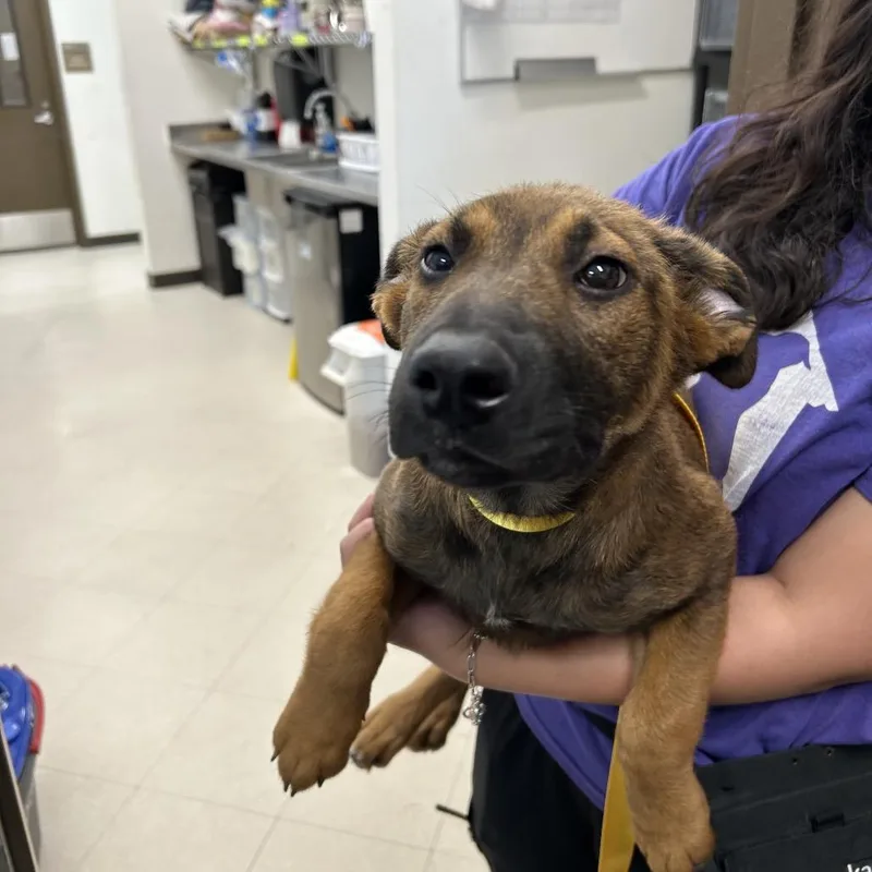 A baby small-sized female Brown / Chocolate Belgian Shepherd / Malinois dog named Yolk for adoption in League City, TX