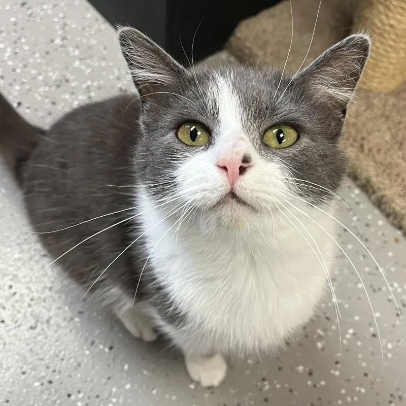 An adult medium-sized male White Domestic Short Hair cat named Humphrey for adoption in La Grange, KY