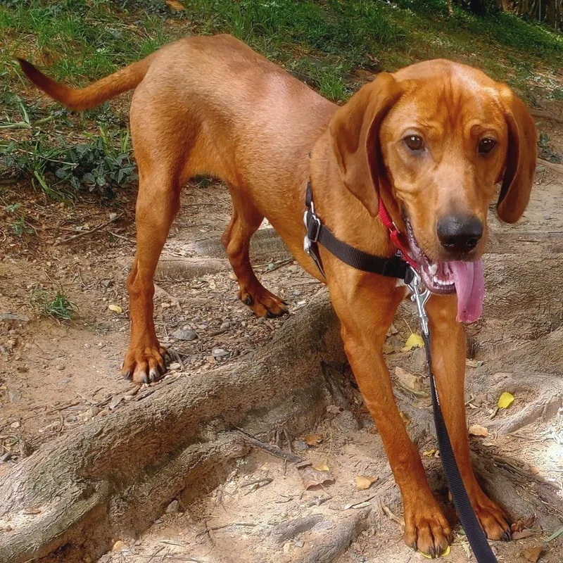A young medium-sized male Red / Chestnut / Orange Hound dog named Red for adoption in Falls Church, VA