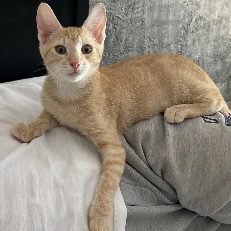 A baby small-sized male Orange / Red Domestic Short Hair cat named Teddy for adoption in Lauderhill, FL