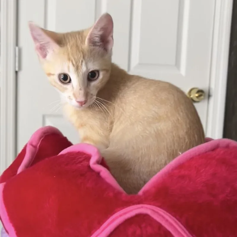Teddy thumbnail 2