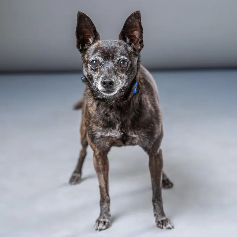 A senior small-sized female Brindle Chihuahua dog named Lala for adoption in Palm Springs, CA
