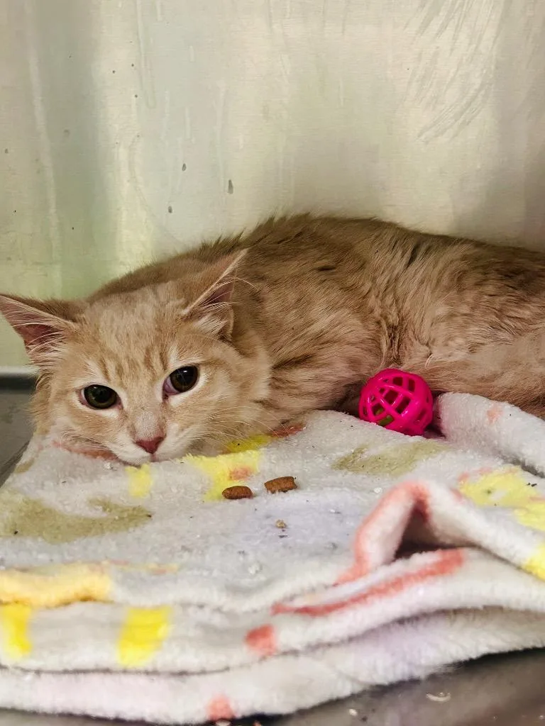 A baby small-sized male Domestic Long Hair cat named Emilo for adoption in Meriden, CT