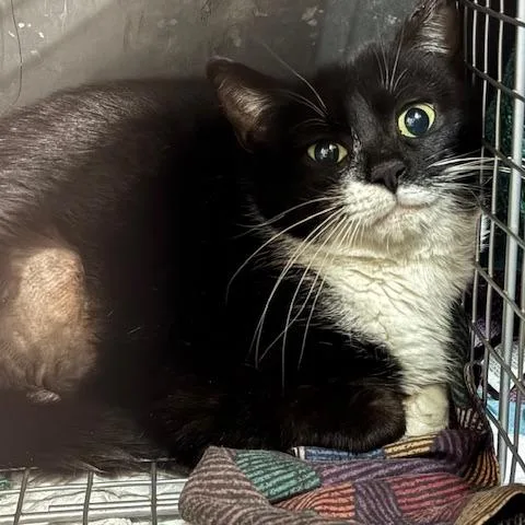 A young small-sized female Black Domestic Short Hair cat named Millie for adoption in Abingdon, MD