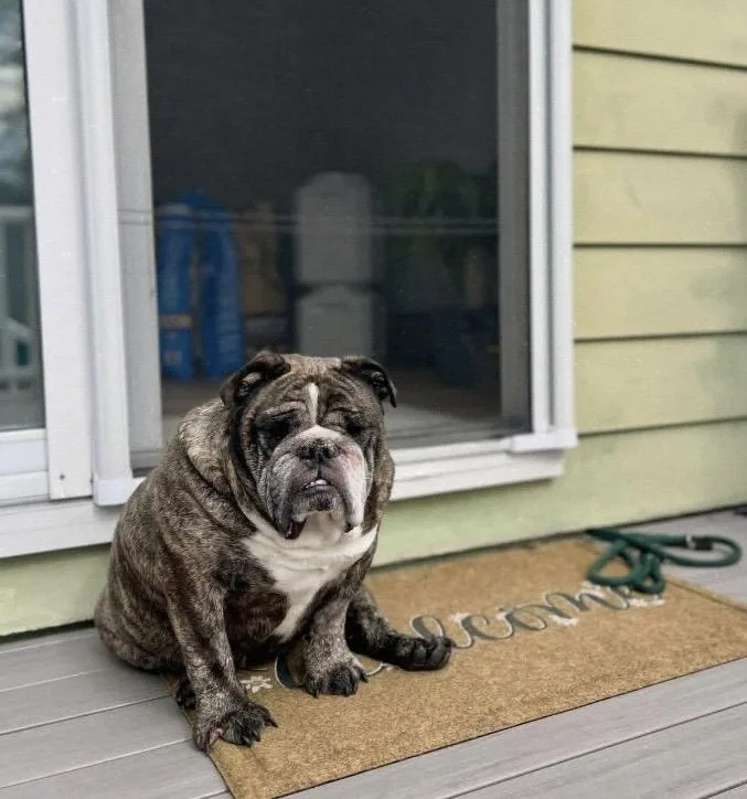 A senior large-sized male Bulldog dog named Otis for adoption in Philadelphia, PA