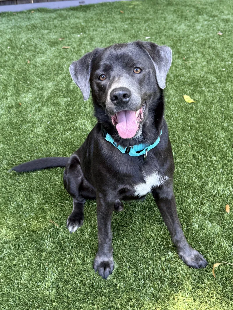 A young medium-sized male Black Labrador Retriever dog named Boomer for adoption in Mount Pleasant, SC