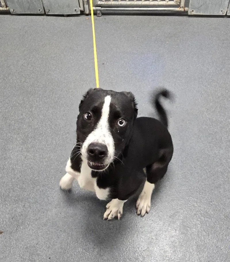 A young medium-sized male Husky dog named PR Glacier Freeze for adoption in Glen Allen, VA