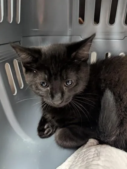 A baby small-sized female Domestic Short Hair cat named Pepsi for adoption in West Chester, PA