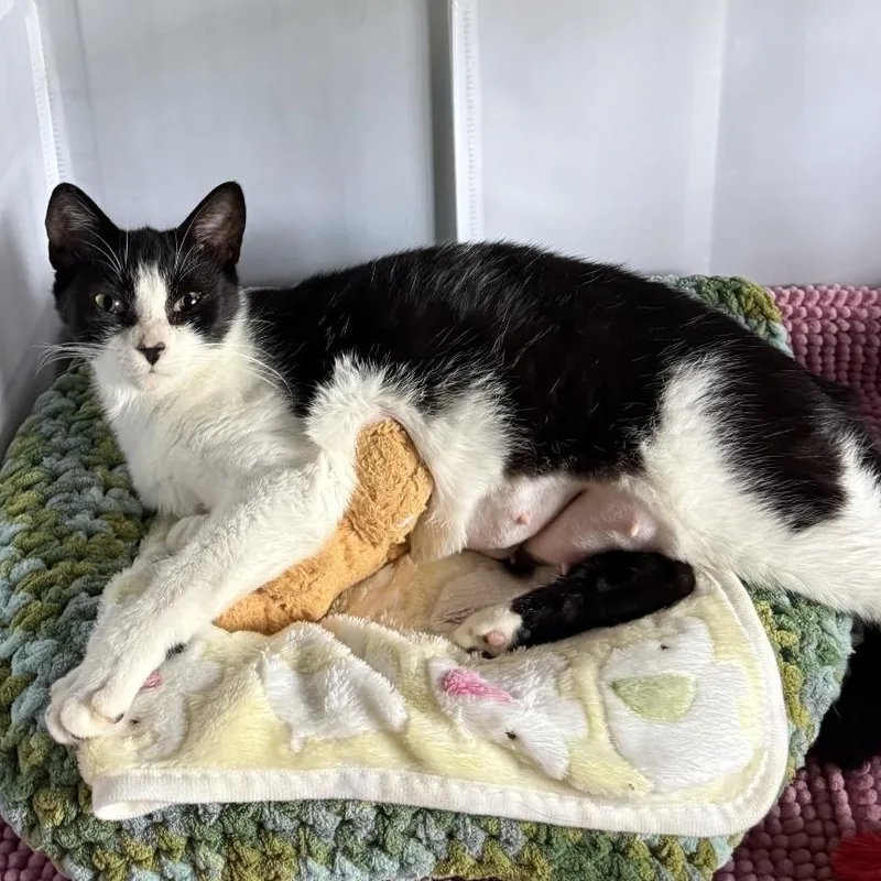 An adult medium-sized female Black & White / Tuxedo Domestic Short Hair cat named Newt for adoption in Richmond, VA