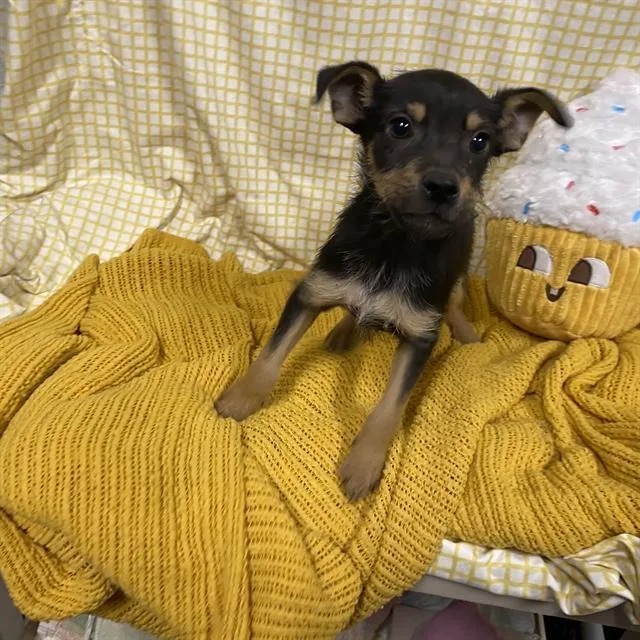 A baby small-sized male Cairn Terrier dog named A for adoption in Modesto, CA