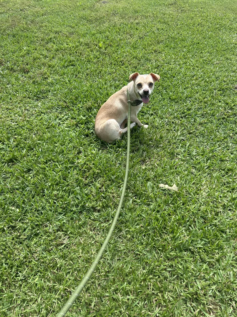 Cuca
