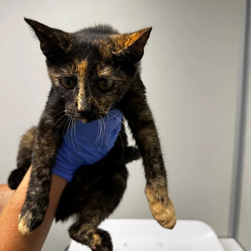 A baby medium-sized female Tortoiseshell Domestic Short Hair cat named Purrsimmon for adoption in Concord, NC
