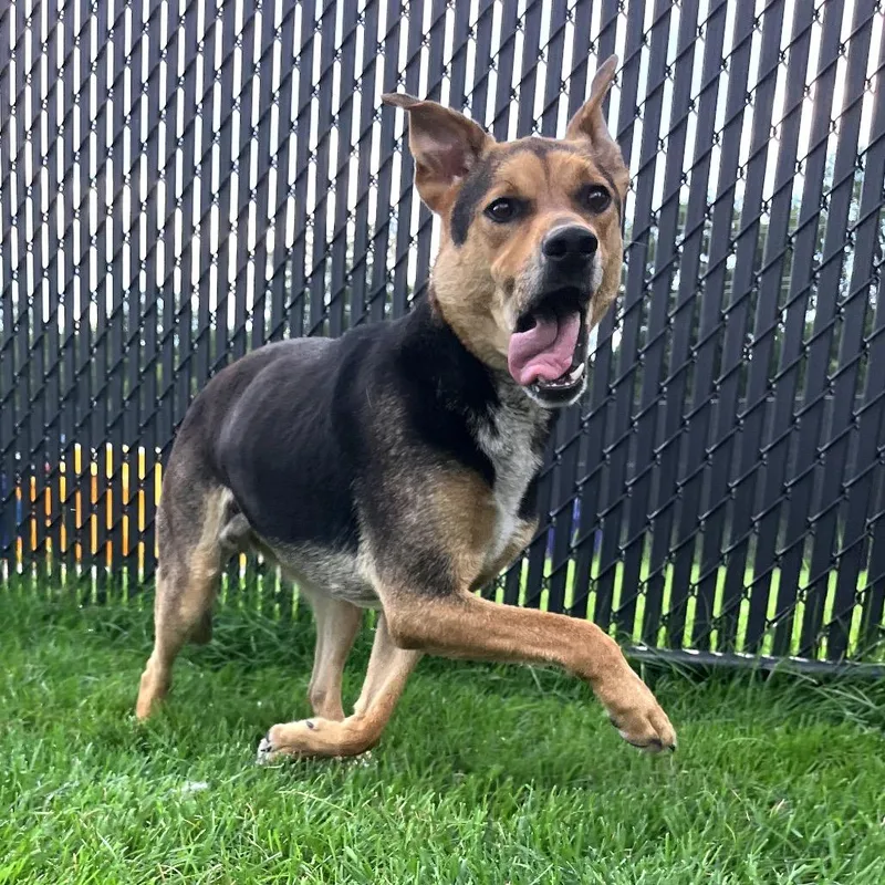 Bruno